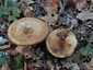 Begöngyöltszélű cölöpgomba (Paxillus involutus), Őrség